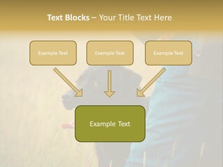A Person Holding A Black Dog In A Field PowerPoint Template