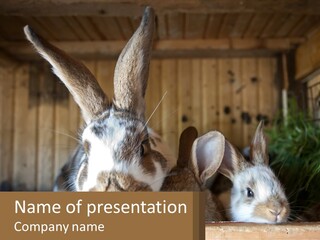 A Couple Of Rabbits Sitting Next To Each Other PowerPoint Template