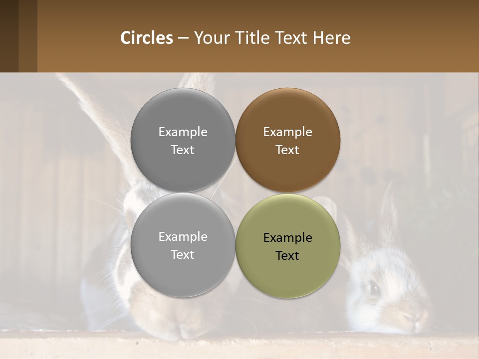 A Couple Of Rabbits Sitting Next To Each Other PowerPoint Template
