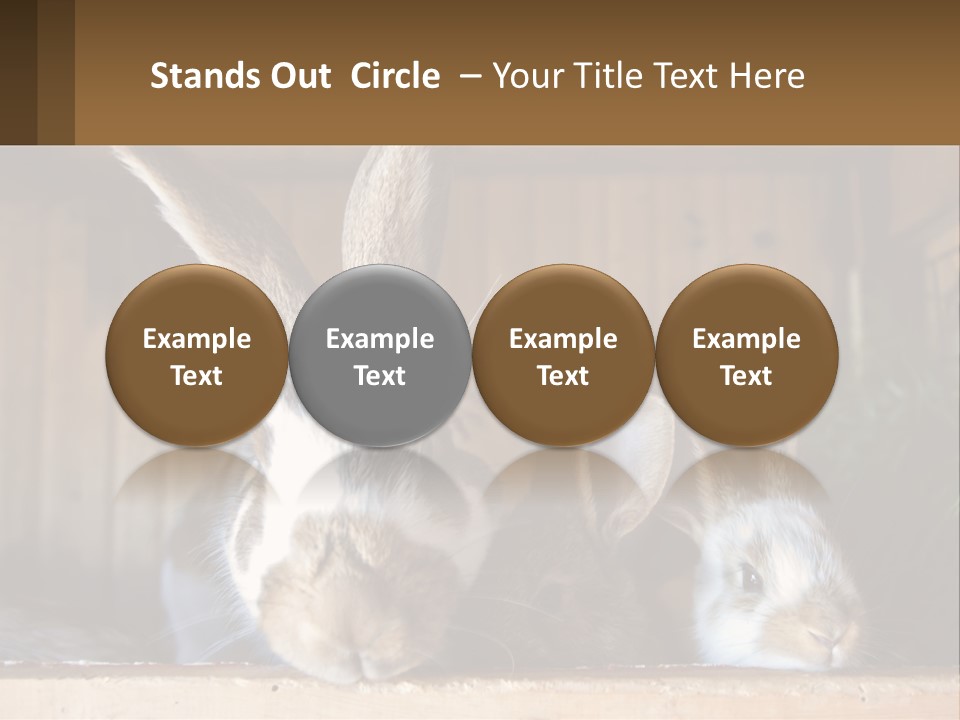 A Couple Of Rabbits Sitting Next To Each Other PowerPoint Template