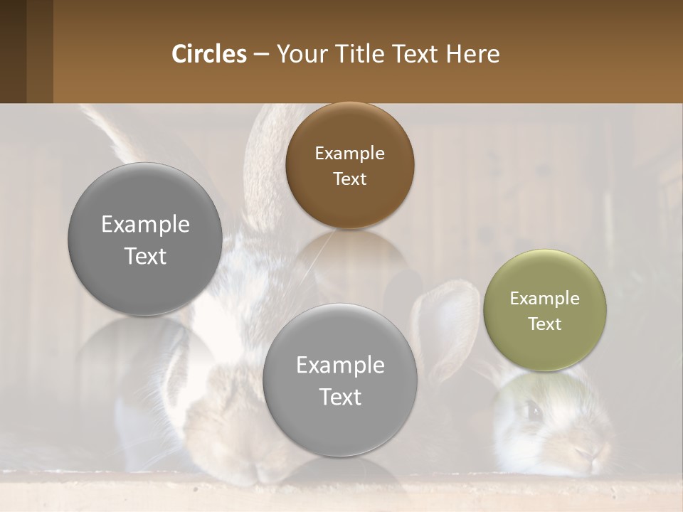 A Couple Of Rabbits Sitting Next To Each Other PowerPoint Template