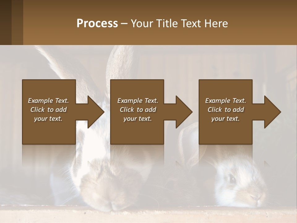 A Couple Of Rabbits Sitting Next To Each Other PowerPoint Template