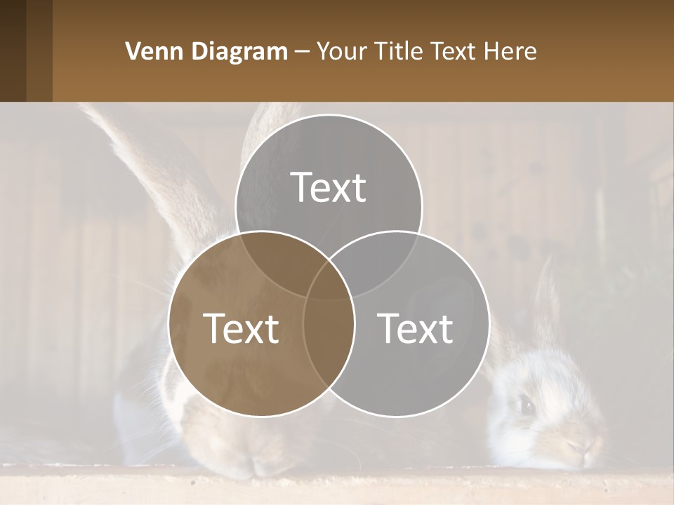A Couple Of Rabbits Sitting Next To Each Other PowerPoint Template