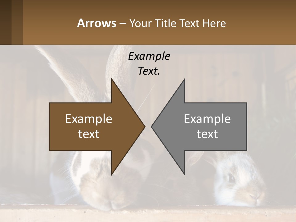 A Couple Of Rabbits Sitting Next To Each Other PowerPoint Template