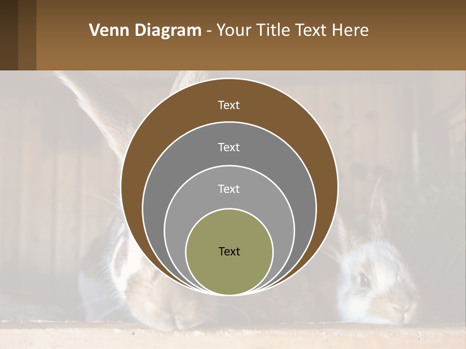 A Couple Of Rabbits Sitting Next To Each Other PowerPoint Template