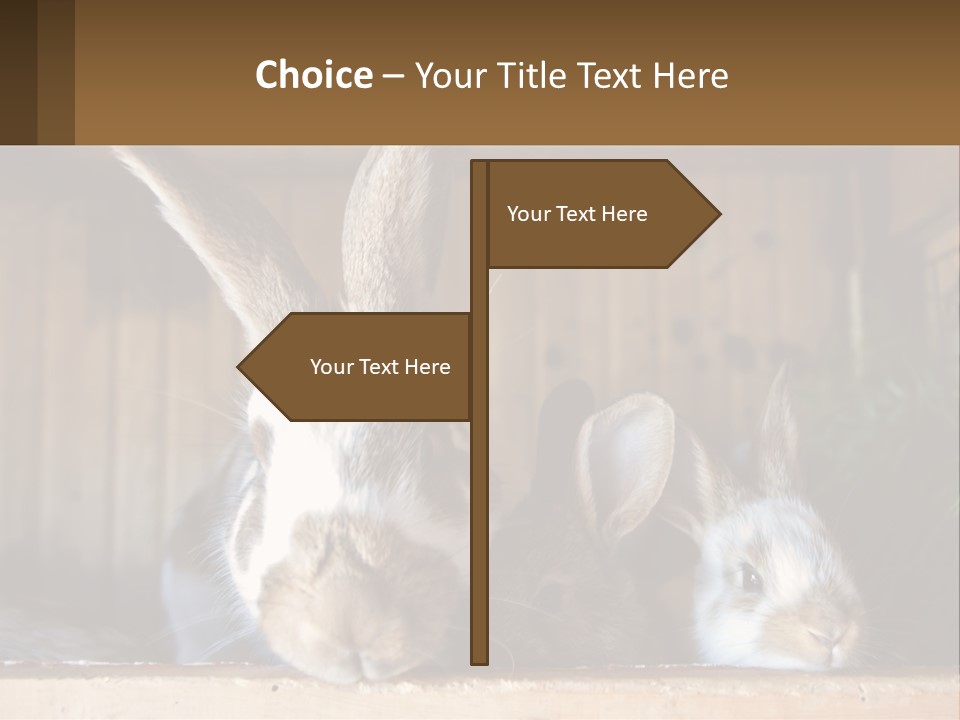 A Couple Of Rabbits Sitting Next To Each Other PowerPoint Template
