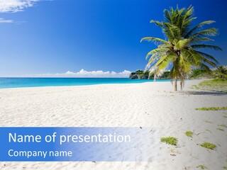 A Palm Tree On A Beach With Blue Water In The Background PowerPoint Template