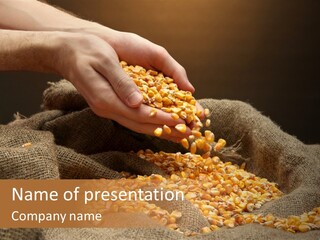 A Person Scooping Corn Out Of A Sack PowerPoint Template