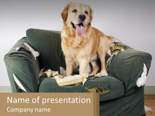 A Dog Is Sitting On A Couch With His Mouth Open PowerPoint Template