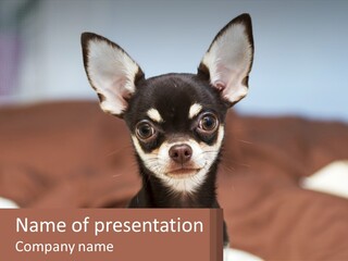 A Small Black And White Dog Is Holding A Sign PowerPoint Template