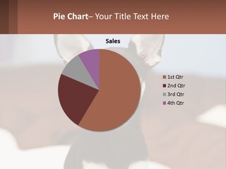 A Small Black And White Dog Is Holding A Sign PowerPoint Template