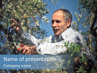 A Man In A White Shirt Is Picking Olives From A Tree PowerPoint Template