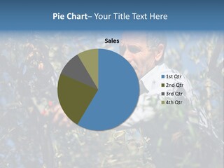 A Man In A White Shirt Is Picking Olives From A Tree PowerPoint Template