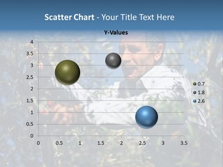 A Man In A White Shirt Is Picking Olives From A Tree PowerPoint Template