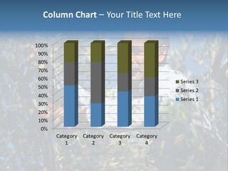 A Man In A White Shirt Is Picking Olives From A Tree PowerPoint Template