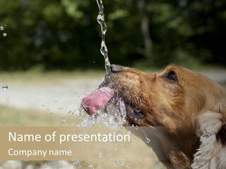 A Brown Dog Drinking Water Out Of A Faucet PowerPoint Template