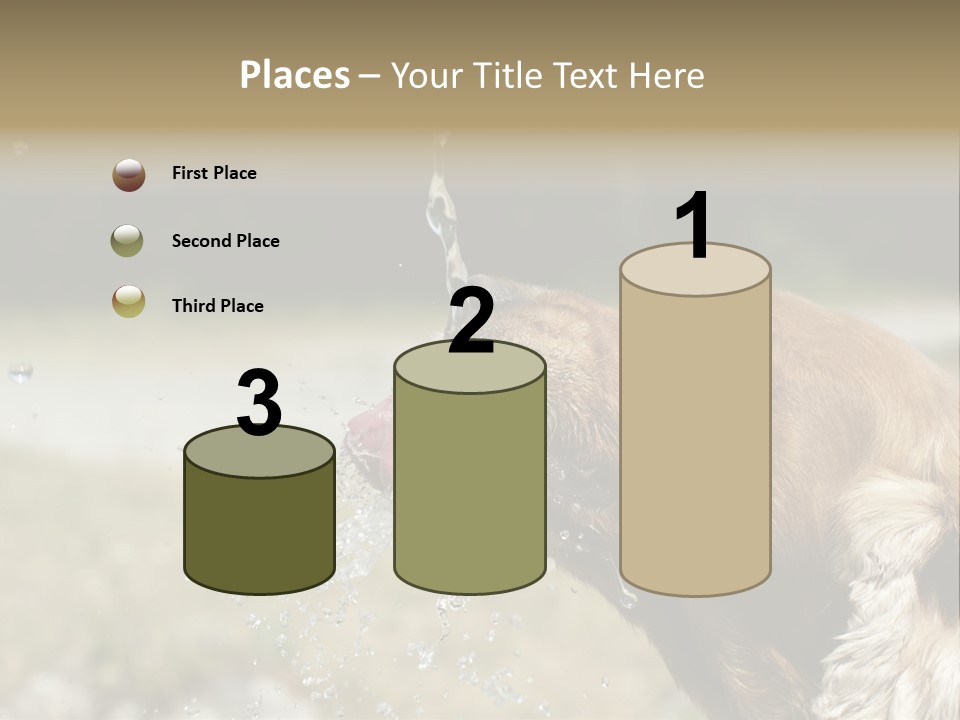 A Brown Dog Drinking Water Out Of A Faucet PowerPoint Template