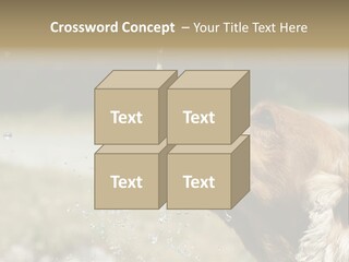 A Brown Dog Drinking Water Out Of A Faucet PowerPoint Template