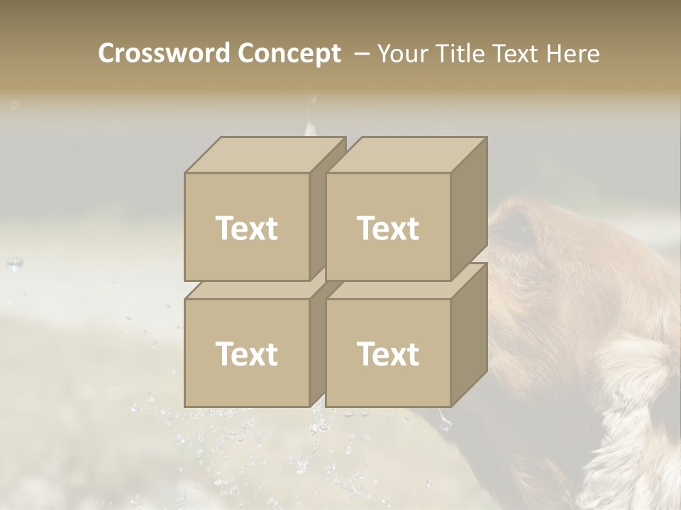 A Brown Dog Drinking Water Out Of A Faucet PowerPoint Template