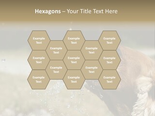A Brown Dog Drinking Water Out Of A Faucet PowerPoint Template