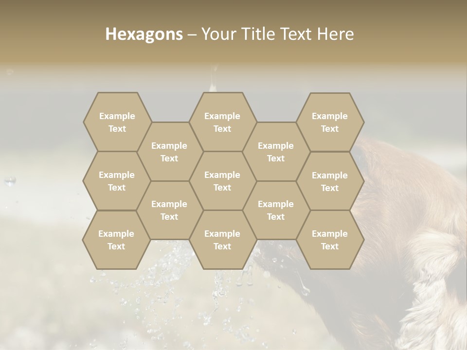 A Brown Dog Drinking Water Out Of A Faucet PowerPoint Template