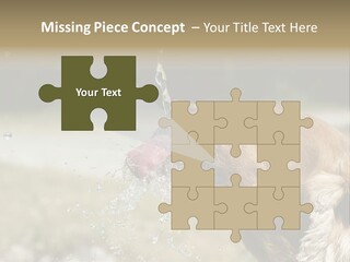 A Brown Dog Drinking Water Out Of A Faucet PowerPoint Template