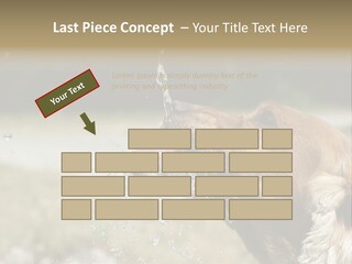 A Brown Dog Drinking Water Out Of A Faucet PowerPoint Template