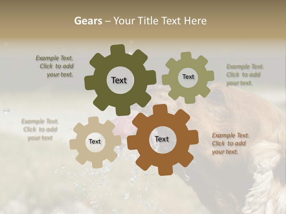 A Brown Dog Drinking Water Out Of A Faucet PowerPoint Template