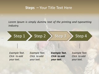 A Brown Dog Drinking Water Out Of A Faucet PowerPoint Template