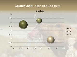 A Brown Dog Drinking Water Out Of A Faucet PowerPoint Template
