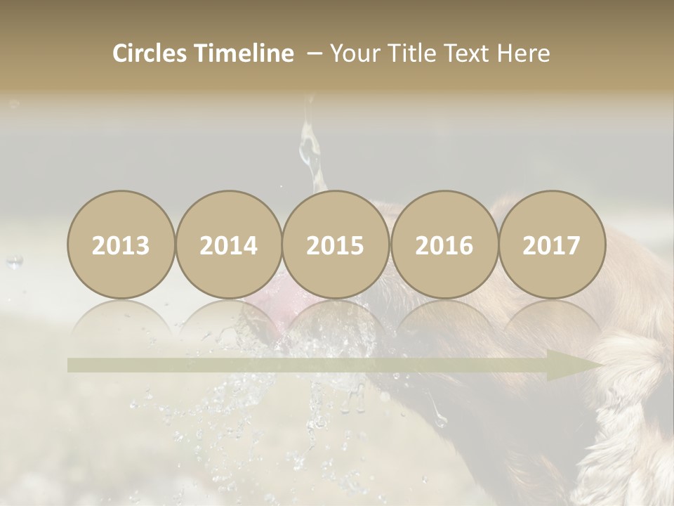 A Brown Dog Drinking Water Out Of A Faucet PowerPoint Template