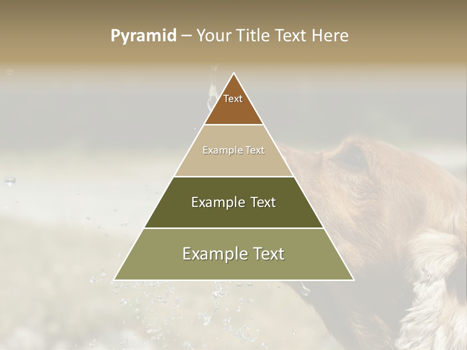 A Brown Dog Drinking Water Out Of A Faucet PowerPoint Template