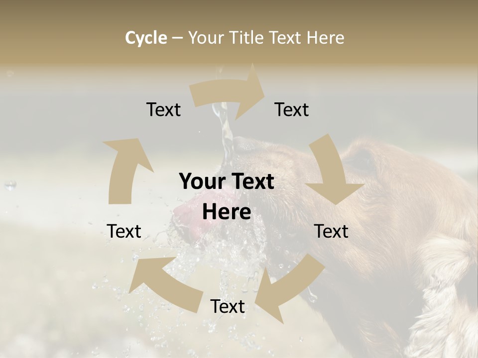 A Brown Dog Drinking Water Out Of A Faucet PowerPoint Template