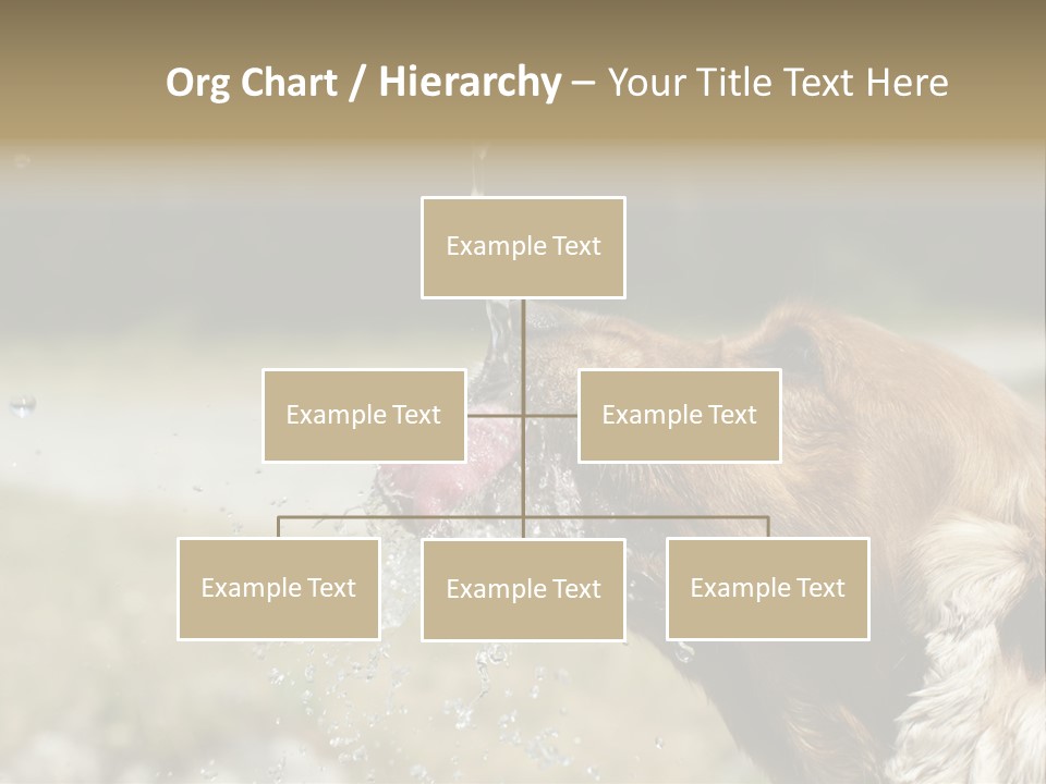 A Brown Dog Drinking Water Out Of A Faucet PowerPoint Template