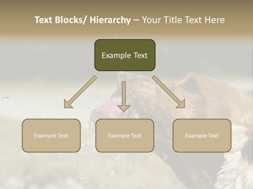 A Brown Dog Drinking Water Out Of A Faucet PowerPoint Template