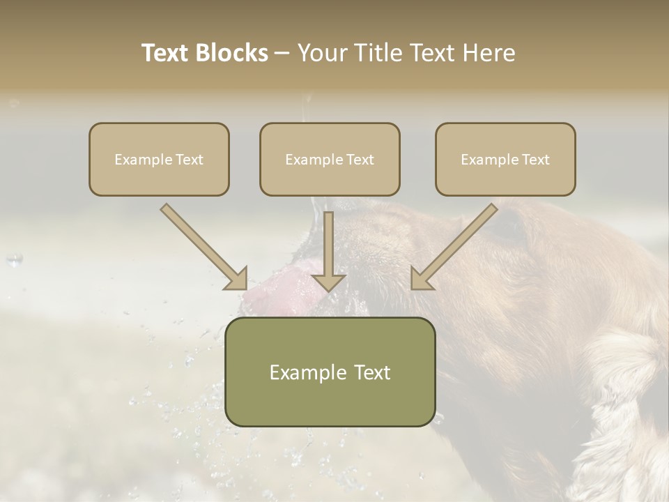 A Brown Dog Drinking Water Out Of A Faucet PowerPoint Template