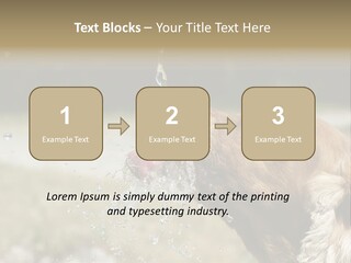 A Brown Dog Drinking Water Out Of A Faucet PowerPoint Template