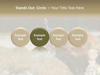 A Brown Dog Drinking Water Out Of A Faucet PowerPoint Template