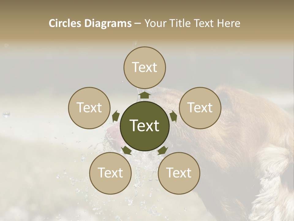 A Brown Dog Drinking Water Out Of A Faucet PowerPoint Template