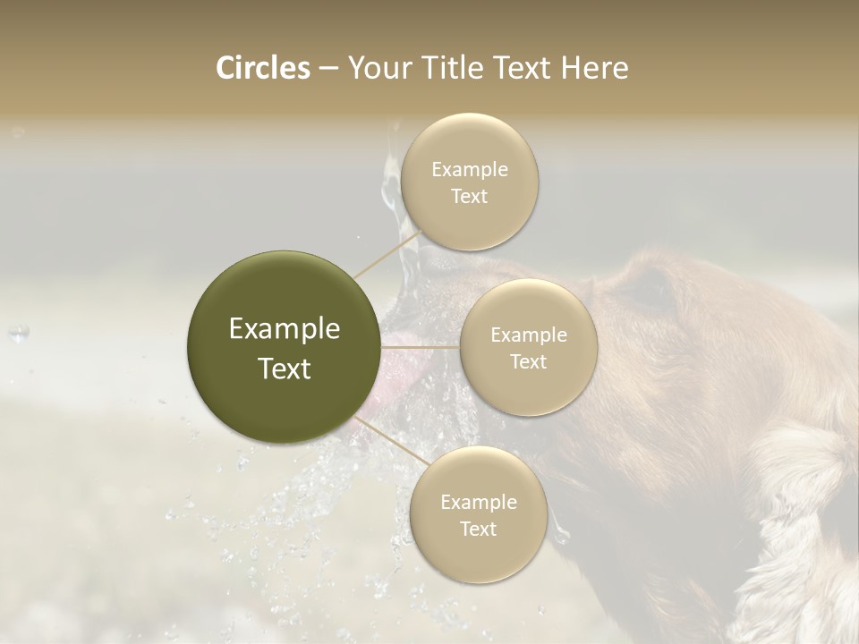 A Brown Dog Drinking Water Out Of A Faucet PowerPoint Template