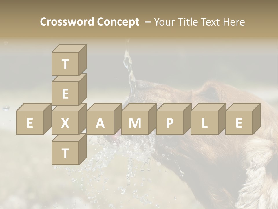 A Brown Dog Drinking Water Out Of A Faucet PowerPoint Template