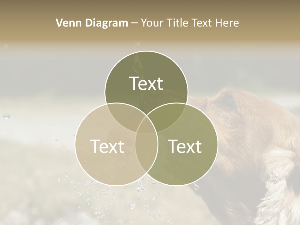 A Brown Dog Drinking Water Out Of A Faucet PowerPoint Template