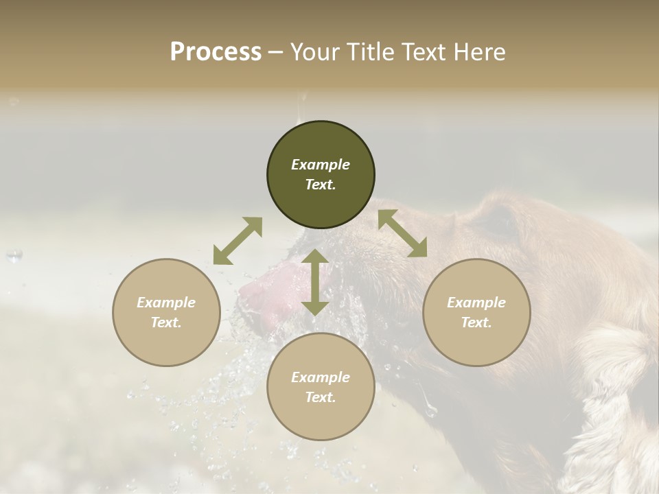 A Brown Dog Drinking Water Out Of A Faucet PowerPoint Template