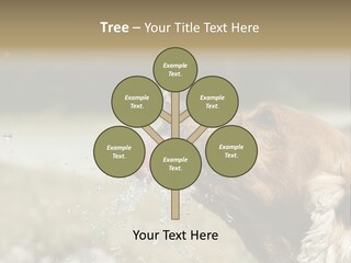 A Brown Dog Drinking Water Out Of A Faucet PowerPoint Template