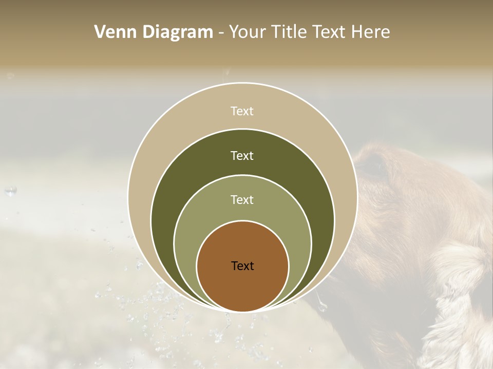 A Brown Dog Drinking Water Out Of A Faucet PowerPoint Template
