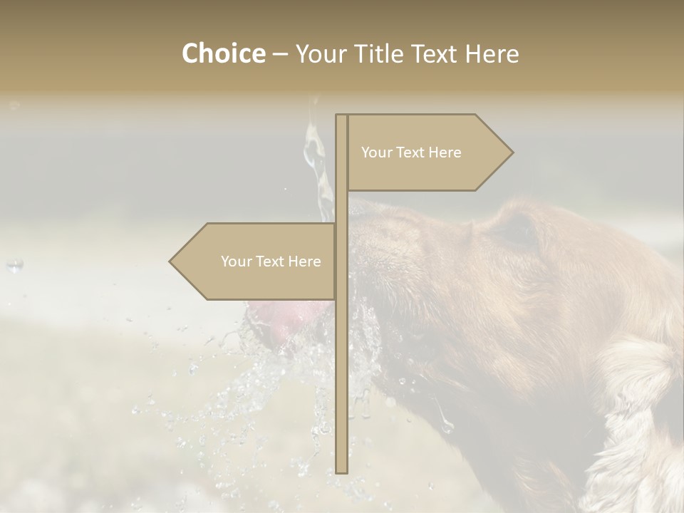 A Brown Dog Drinking Water Out Of A Faucet PowerPoint Template
