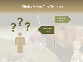 A Brown Dog Drinking Water Out Of A Faucet PowerPoint Template