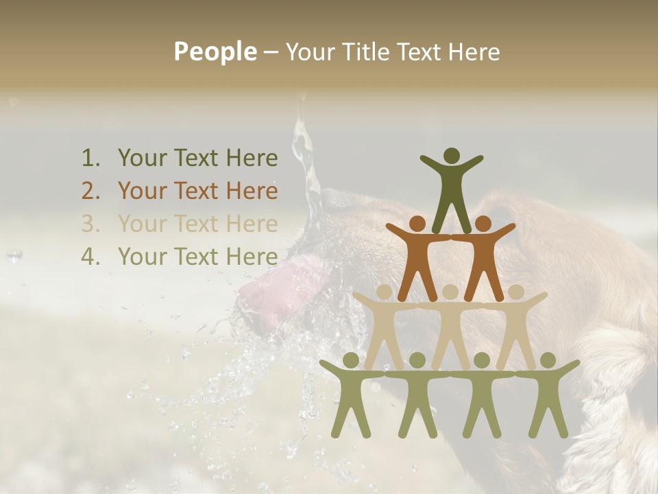 A Brown Dog Drinking Water Out Of A Faucet PowerPoint Template