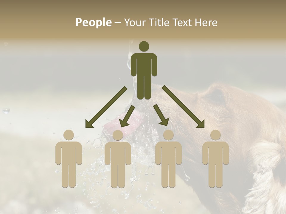 A Brown Dog Drinking Water Out Of A Faucet PowerPoint Template