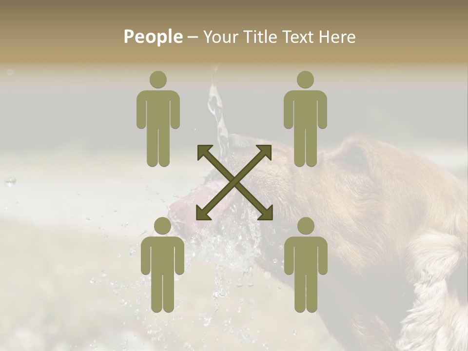 A Brown Dog Drinking Water Out Of A Faucet PowerPoint Template
